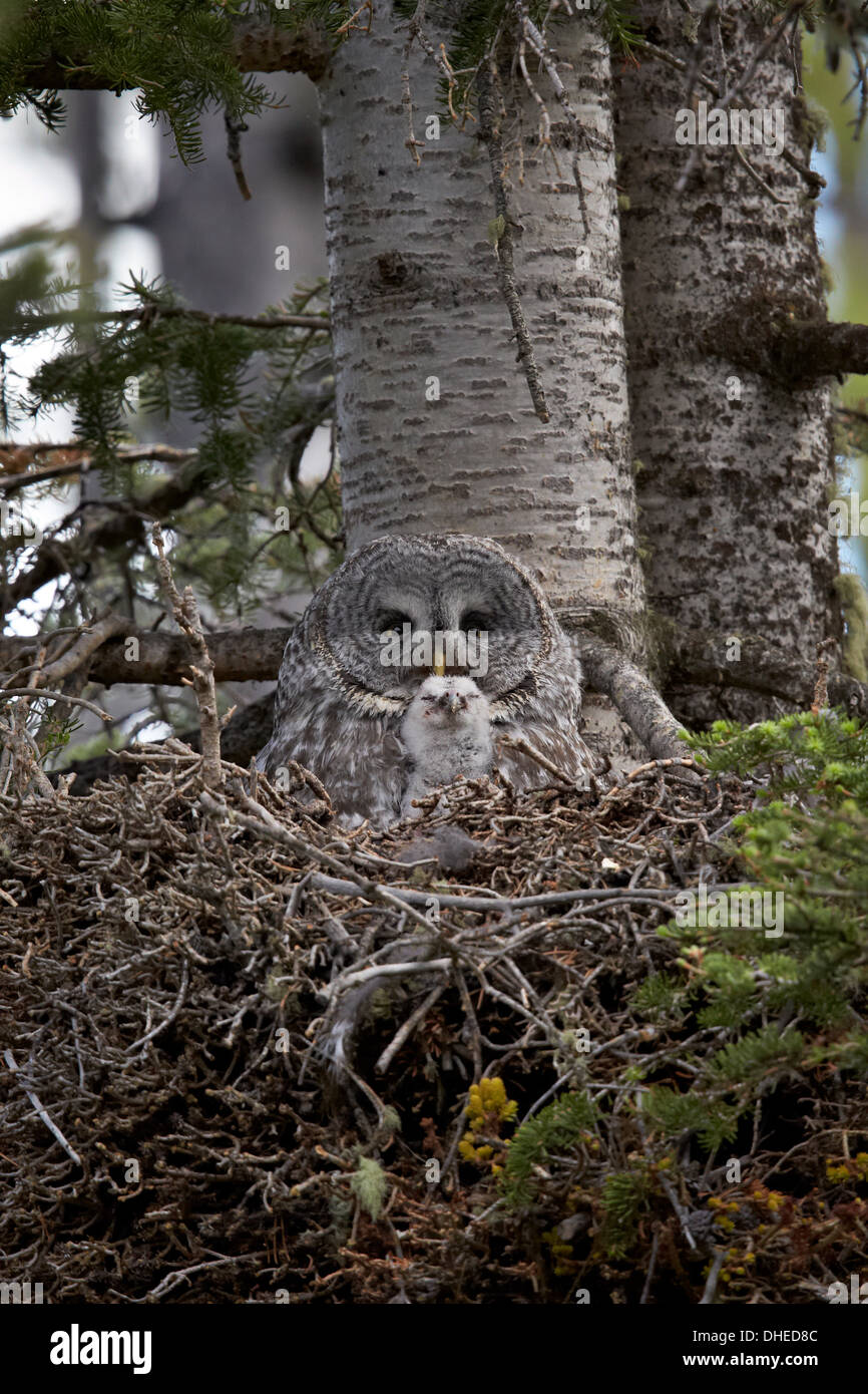 Great gray owl (great grey owl) (Strix nebulosa) female and 8-day-old chick, Yellowstone National Park, Wyoming, USA Stock Photo