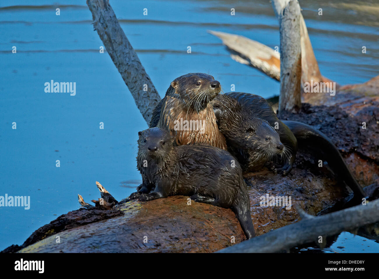 River otter (Lutra canadensis) mother and two pups, Yellowstone National Park, Wyoming, United States of America, North America Stock Photo