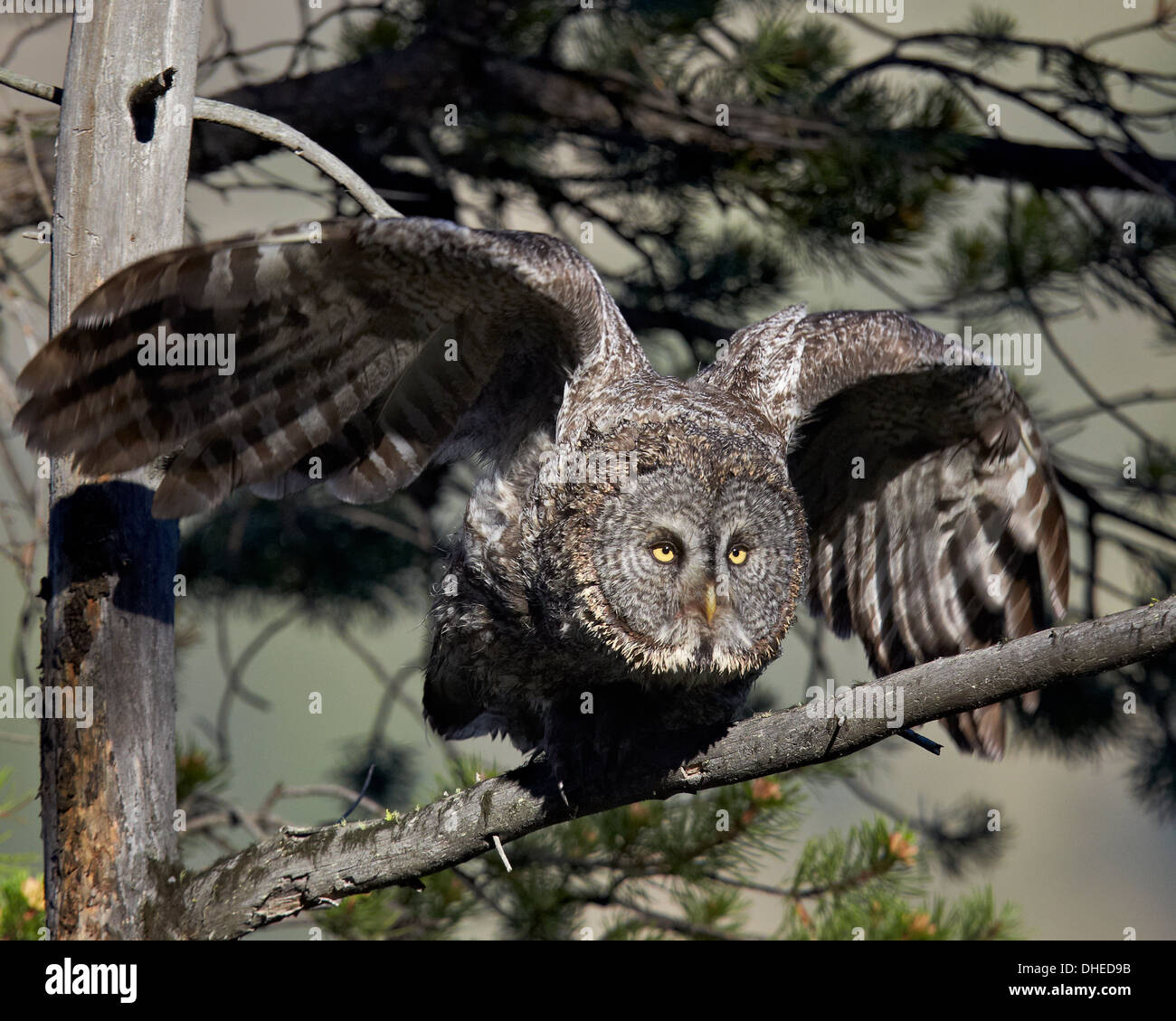 Great gray owl (great grey owl) (Strix nebulosa) adult leaving a perch, Yellowstone National Park, Wyoming, USA Stock Photo