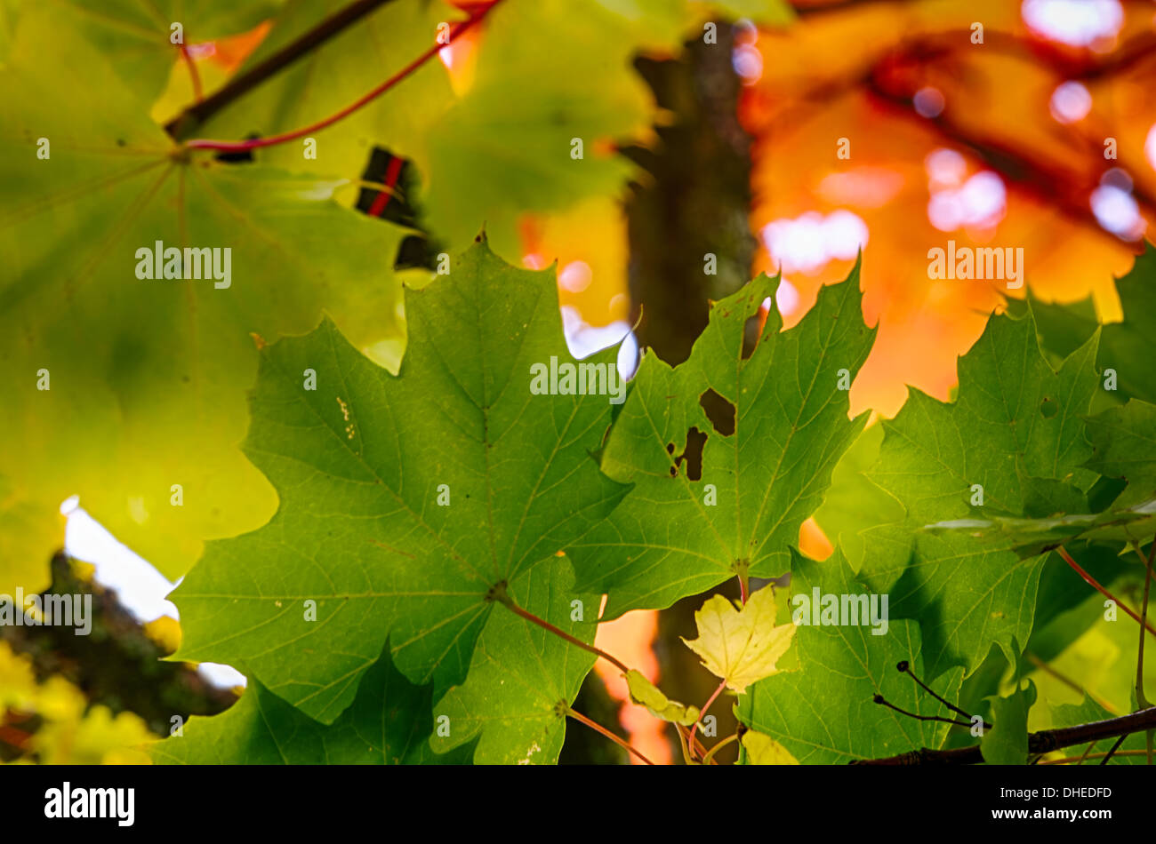 Foggy Autumn landscape Stock Photo