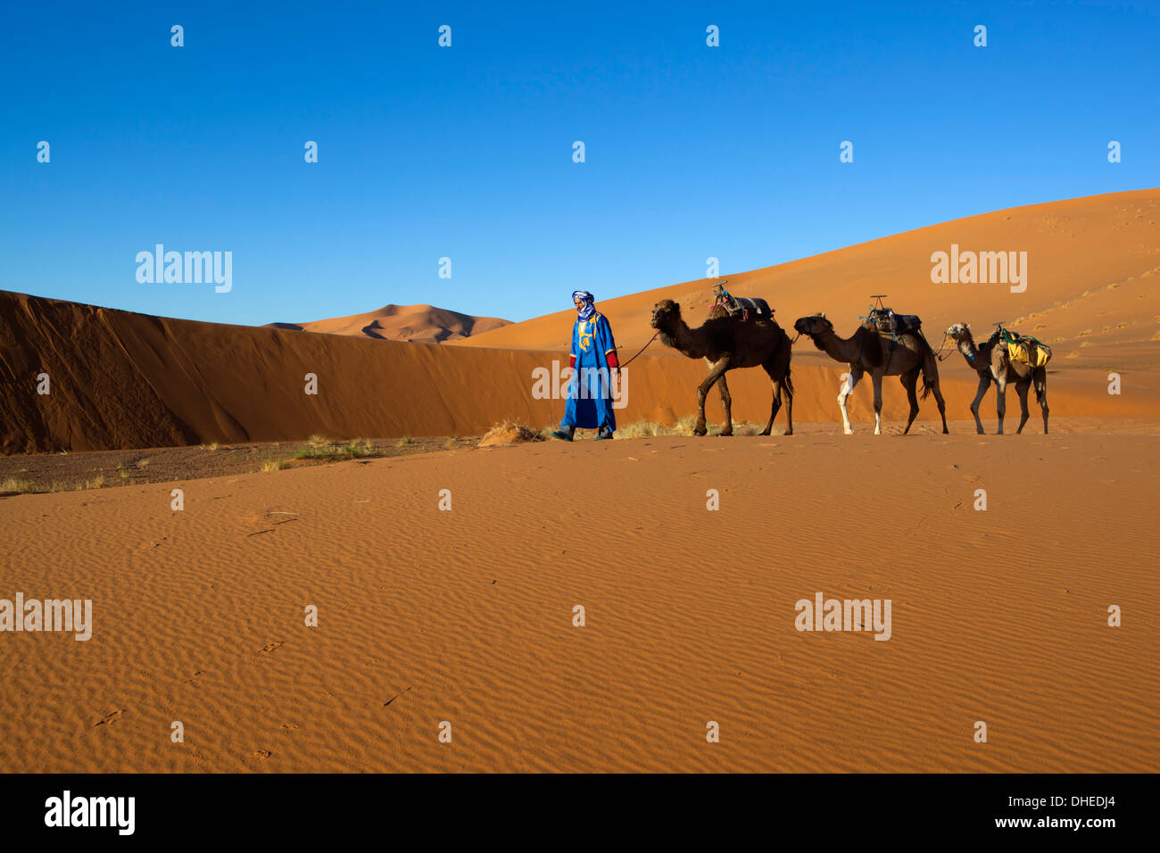 Moroccan camel driver, Dunes of Erg Chebbi, Merzouga, Meknes-Tafilalet, Morocco, North Africa, Africa Stock Photo