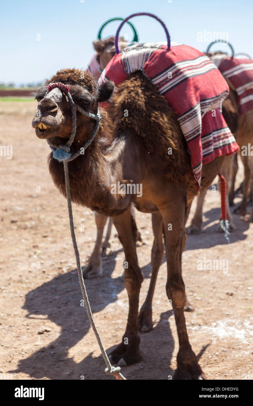 A camel just outside of Marrakesh, Morocco, North Africa, Africa Stock Photo