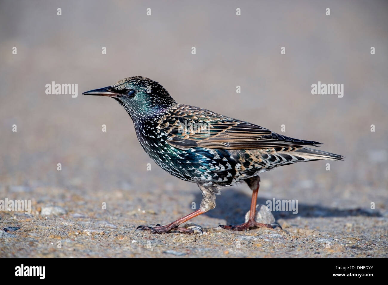 Starling (Sturnidae) just after landing at Lands End complex, Bob Sharples/Alamy Stock Photo