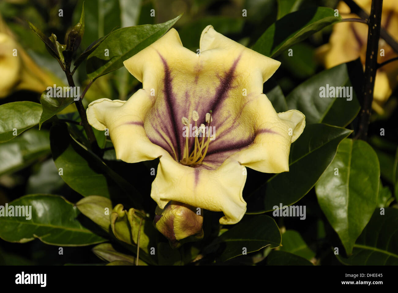 Cup of Gold in Lagos Stock Photo Alamy