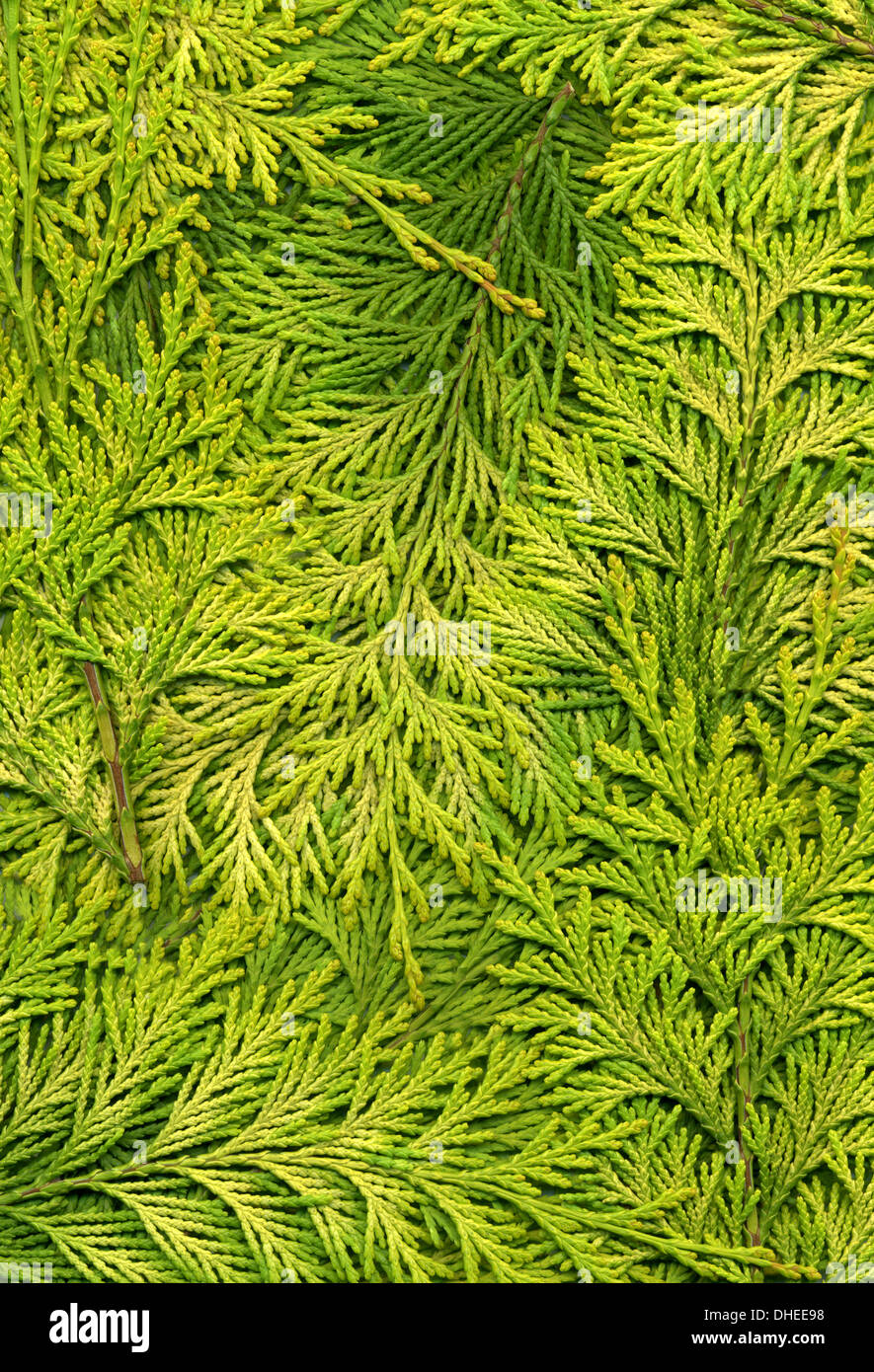 Texture of twigs from light green Thujas Stock Photo