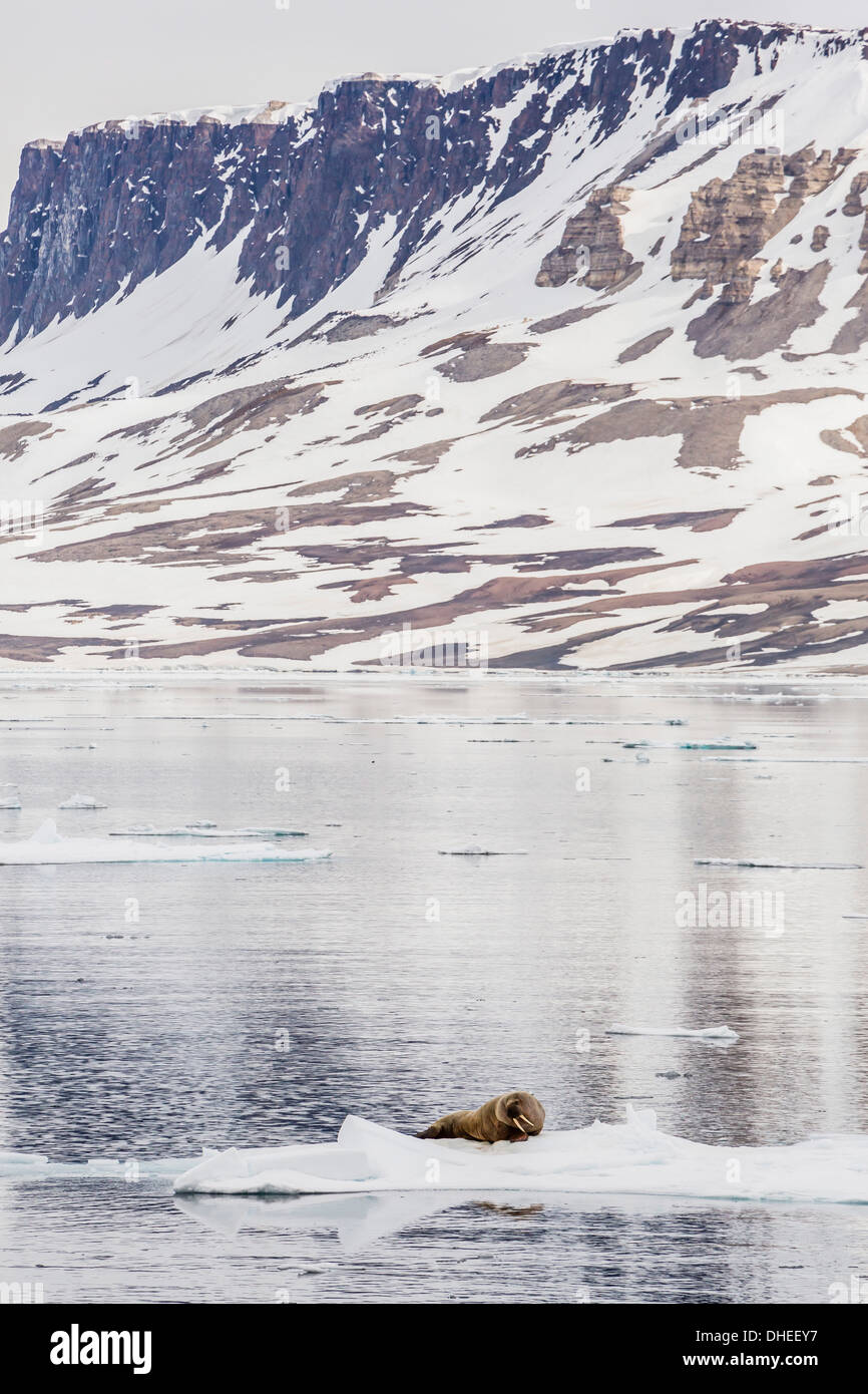 Atlantic walrus (Odobenus rosmarus rosmarus) hauled out on ice near Cape Fanshawe, Spitsbergen, Svalbard, Norway, Scandinavia Stock Photo