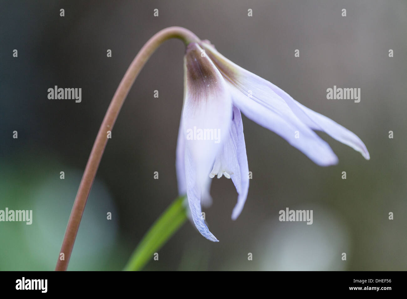 Dog-tooth violet (Erythronium dens-canis) Stock Photo