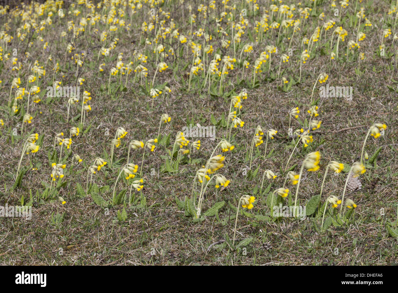 Cowslip (Primula veris) Stock Photo