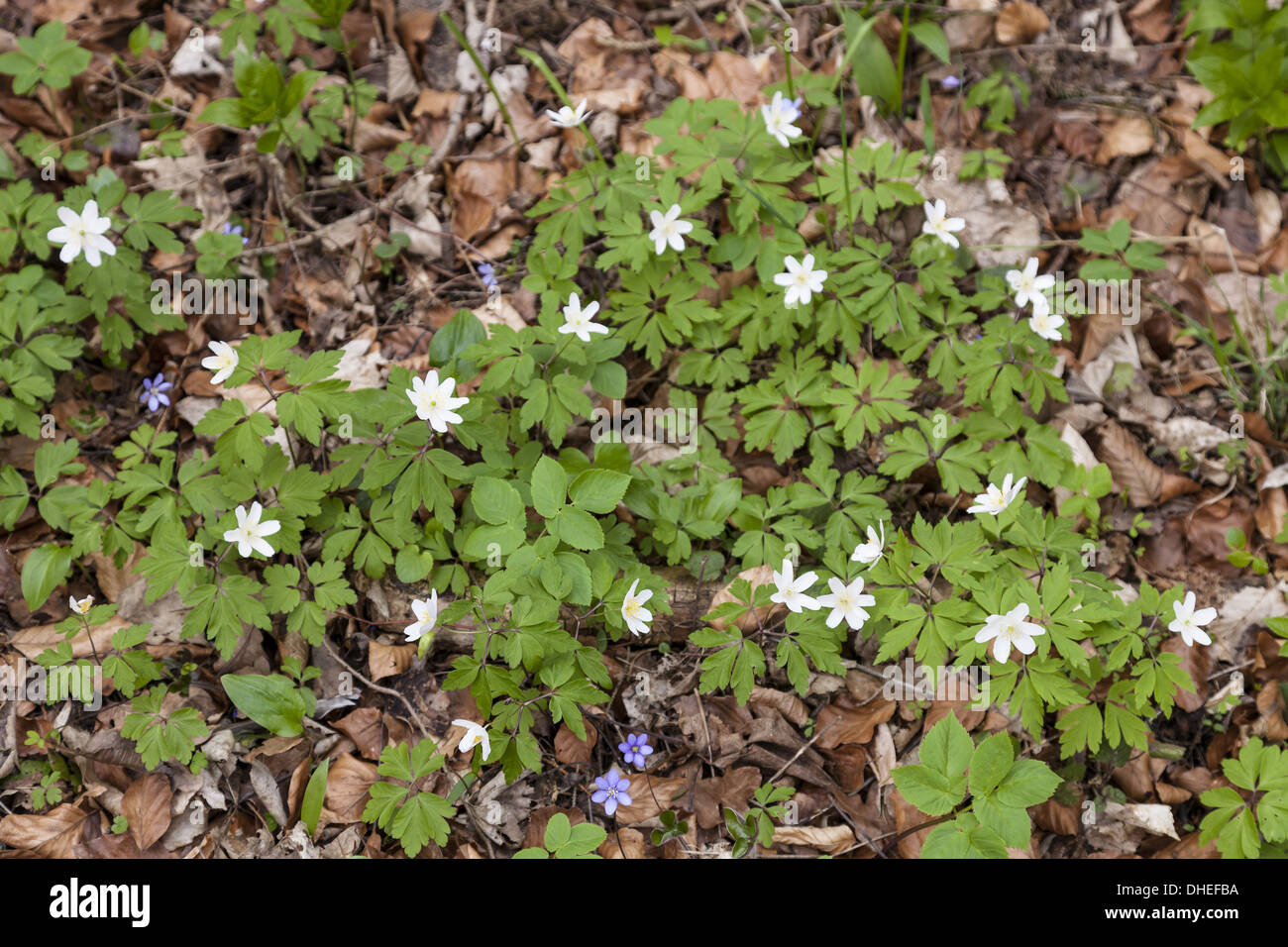 Wood Anemone (Anemone nemorosa Stock Photo Alamy