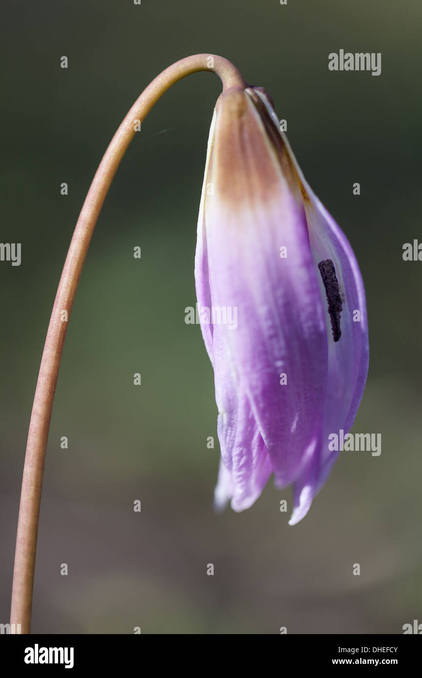 Dog-tooth violet (Erythronium dens-canis) Stock Photo