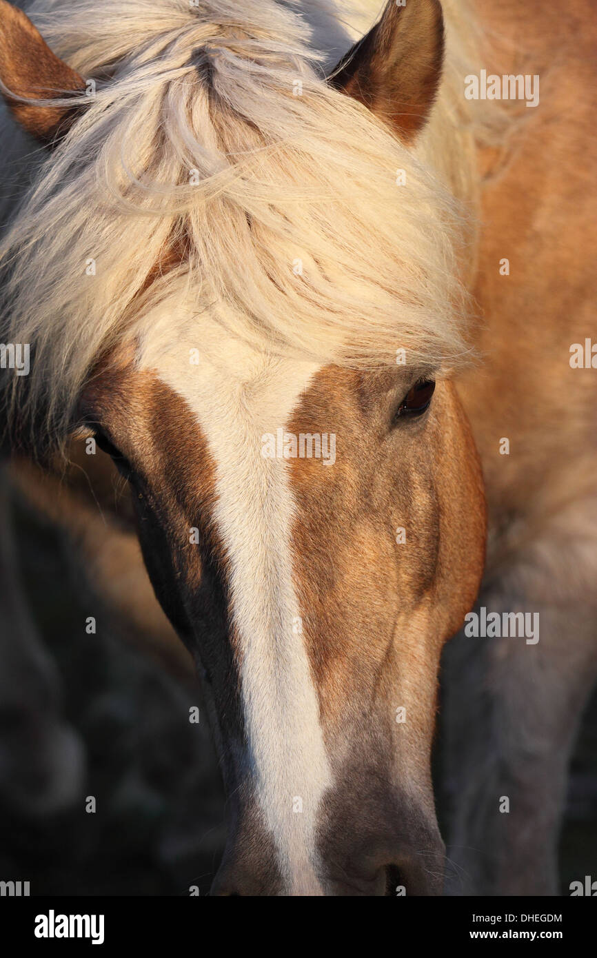 Haflinger portrait Stock Photo