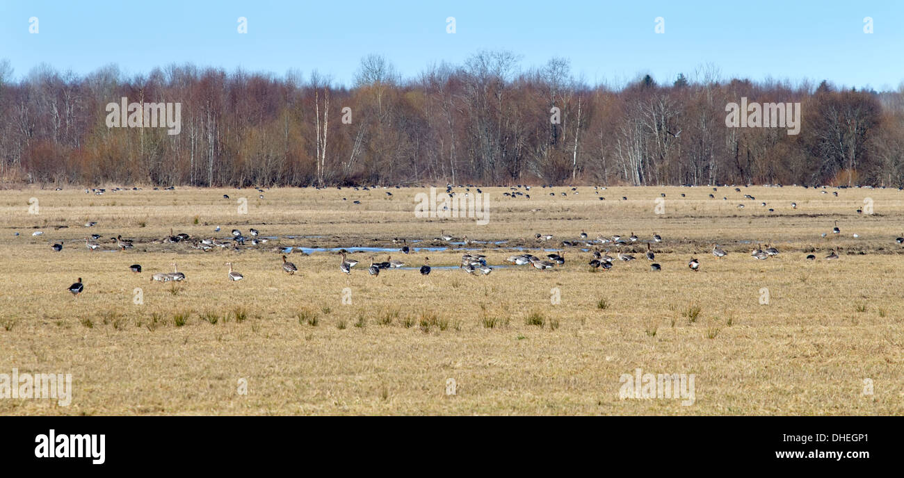 spring time  of migratory geese Stock Photo