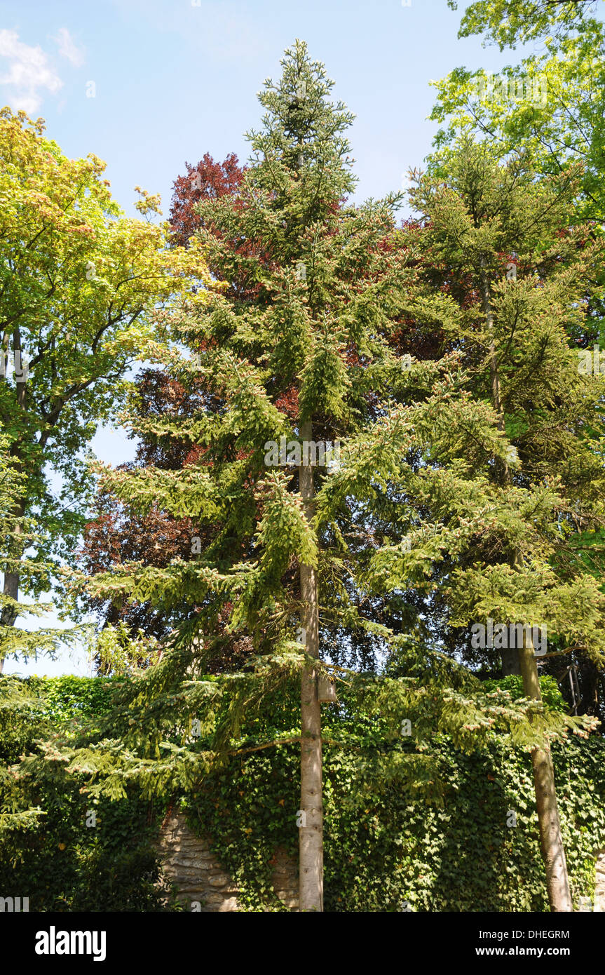 Spanish fir trees hires stock photography and images Alamy