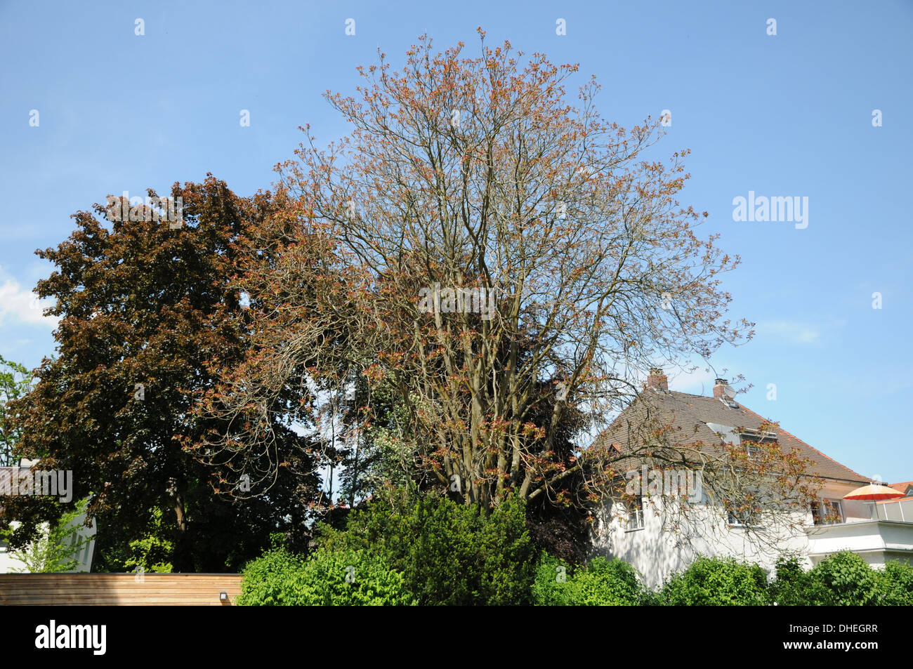 Tree of Heaven Stock Photo Alamy
