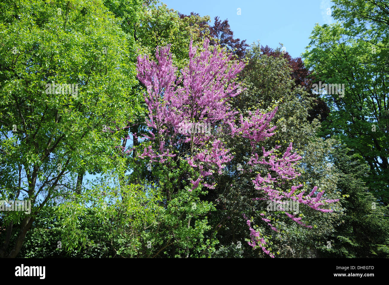Judas Tree Stock Photo Alamy