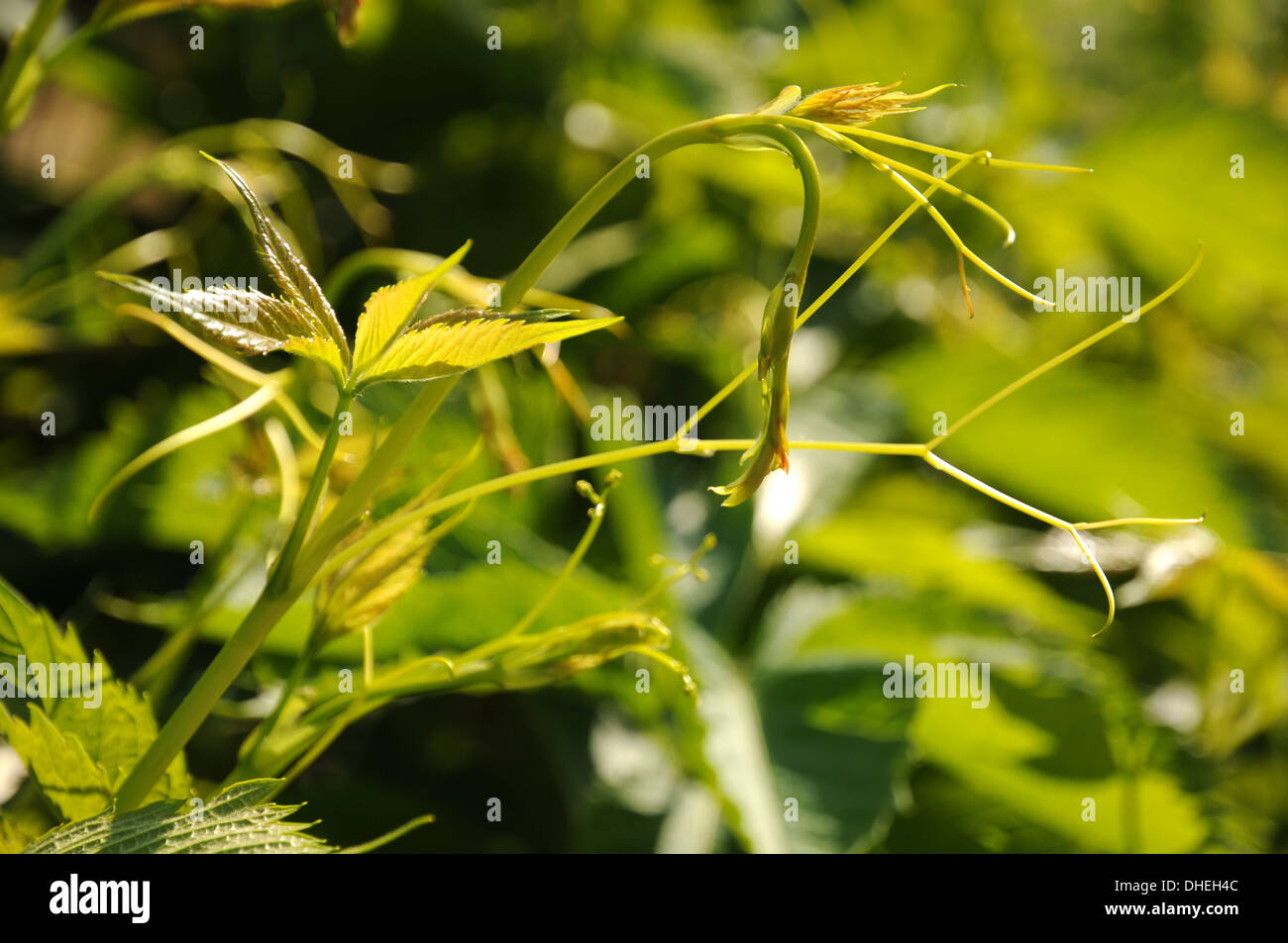 Virginian creeper hires stock photography and images Alamy
