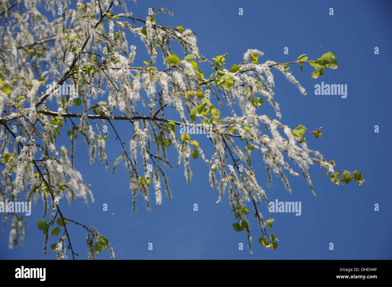 Aspen Stock Photo