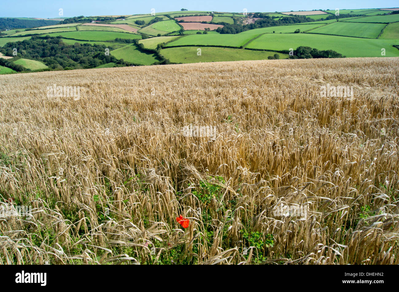 Poppies grow amongst barley in a River Dart valley agricultural landscape, Devon, England, United Kingdom, Europe Stock Photo