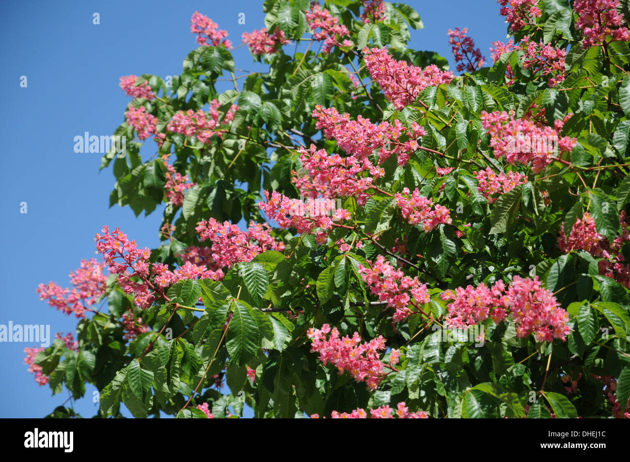 Rotblühende kastanie hi-res stock photography and images - Alamy