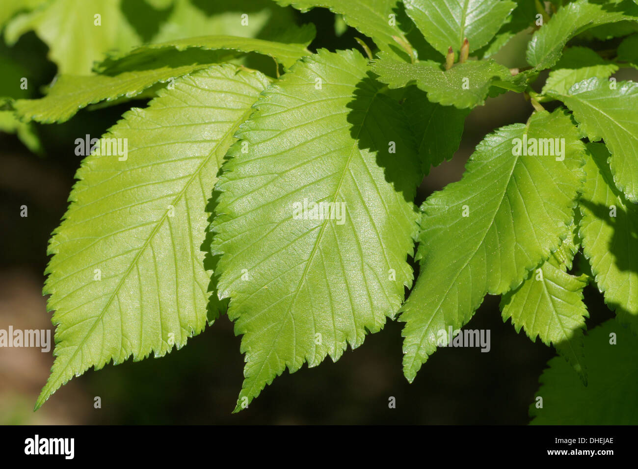 Field Elm Stock Photos & Field Elm Stock Images Alamy