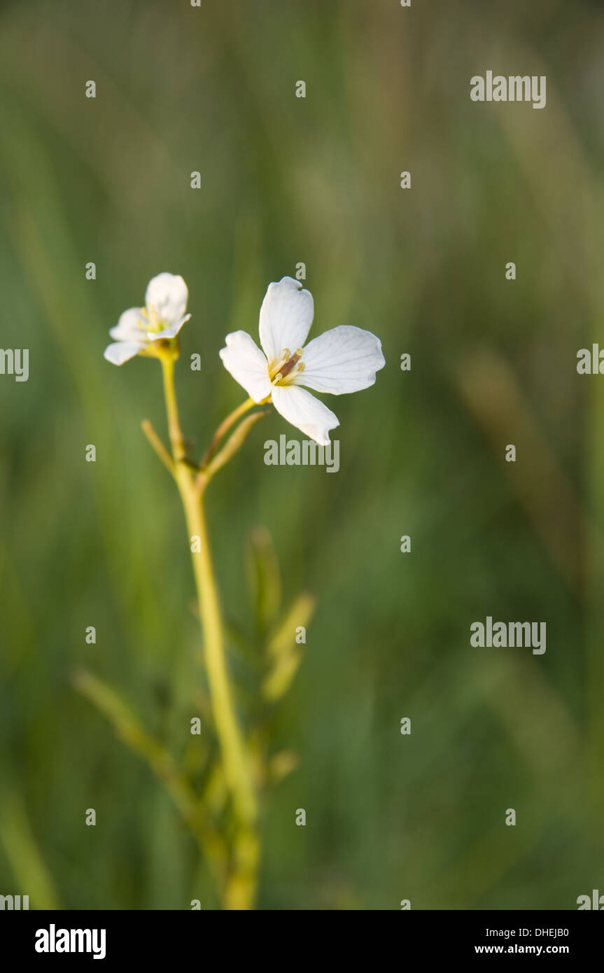 Zwerg gansekresse hires stock photography and images Alamy