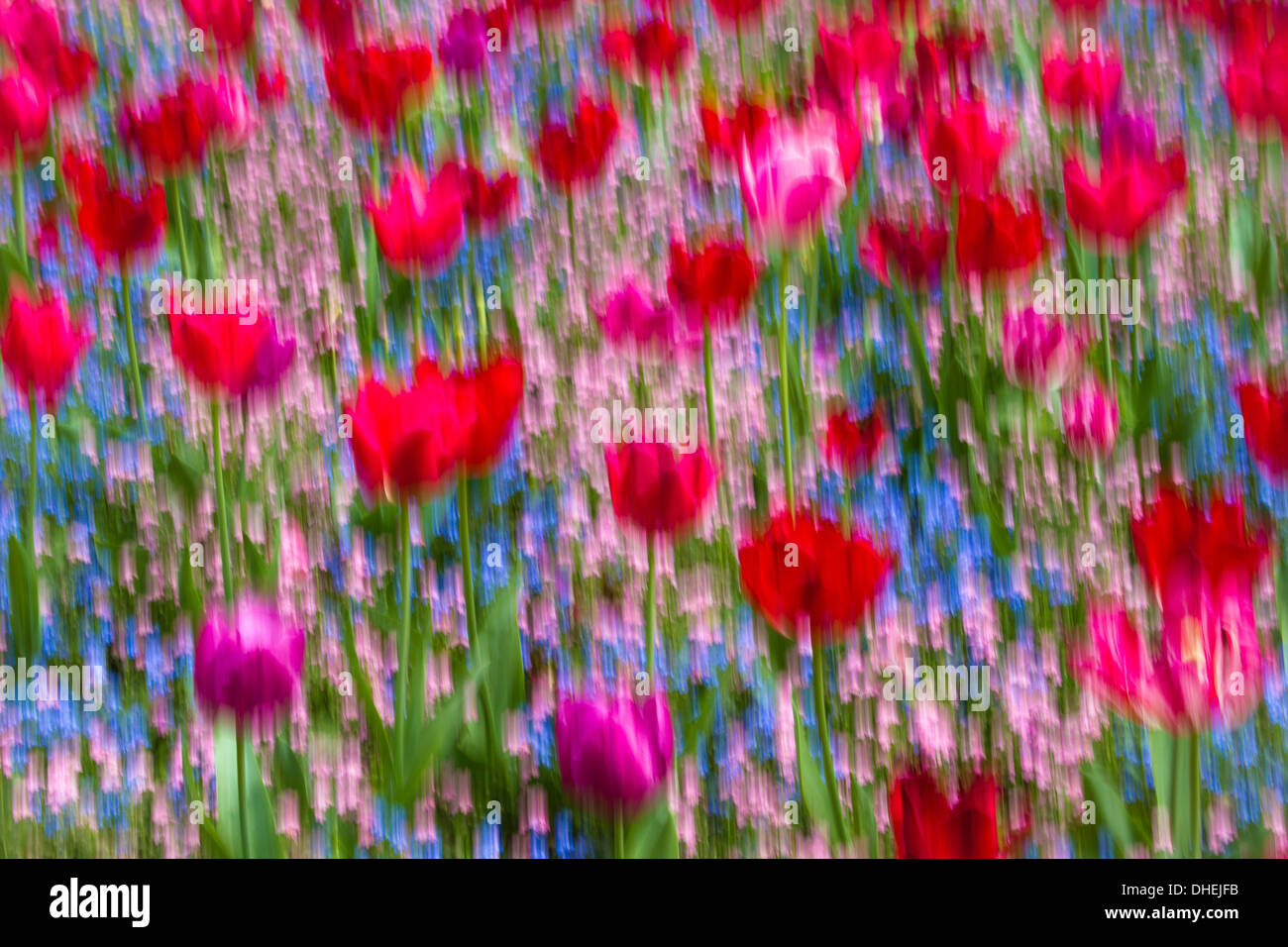 Flower Impression Stock Photo