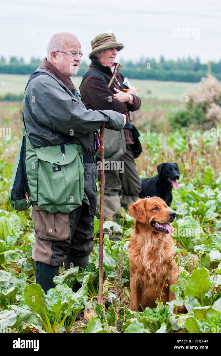 Gun dogs and handlers, or owners, waiting at a gun dog training day Stock Photo