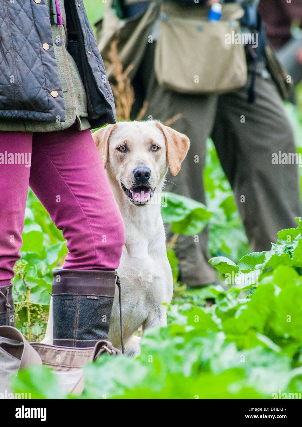 A young labrador waiting at her owners feet at a gun dog training day Stock Photo
