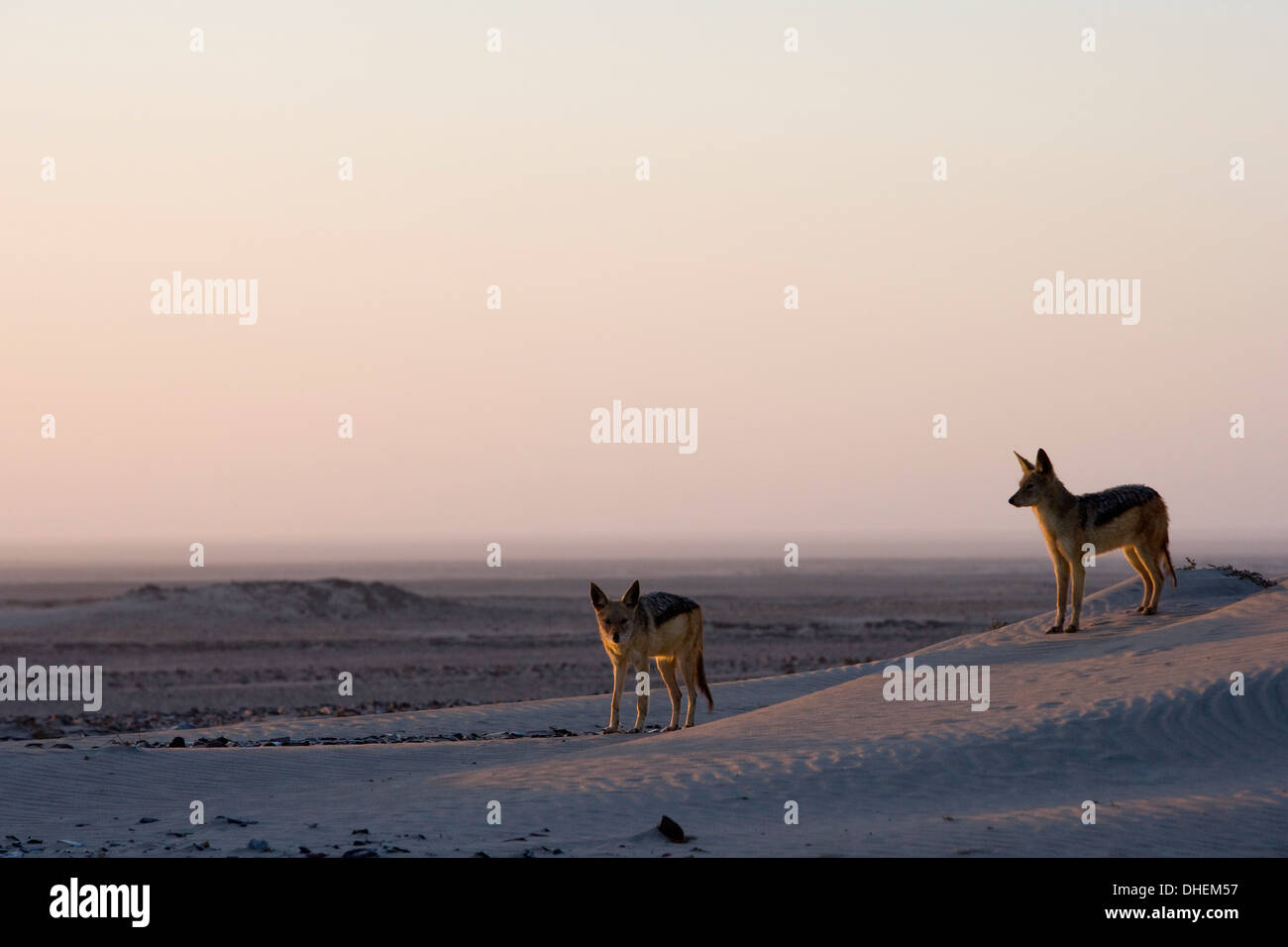 Black-backed jackals (Canis mesomelas), Skeleton Coast, Namibia, Africa Stock Photo