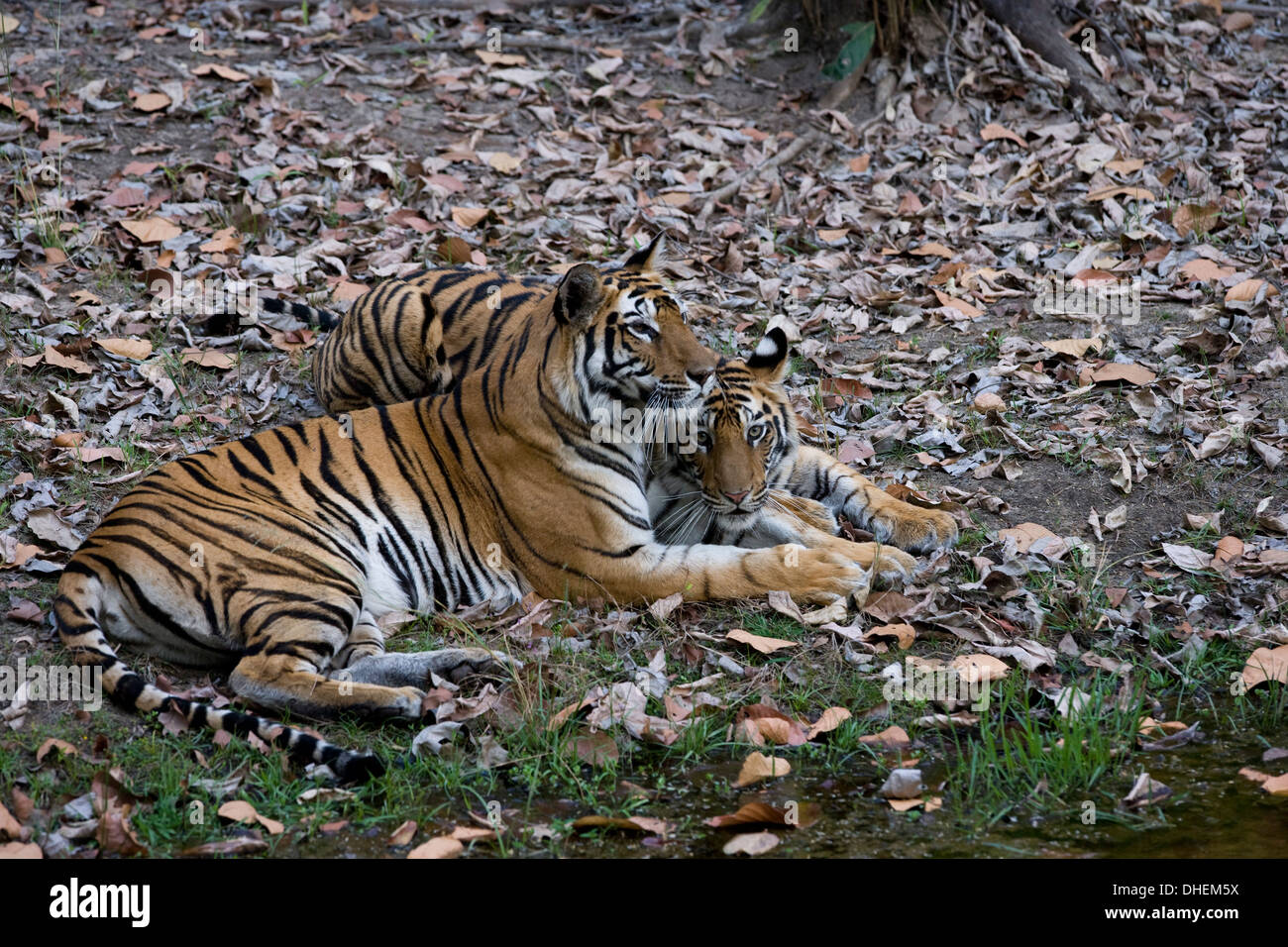 Indian Tigress Bengal Tiger Panthera Tigris Tigris With Her Cub 