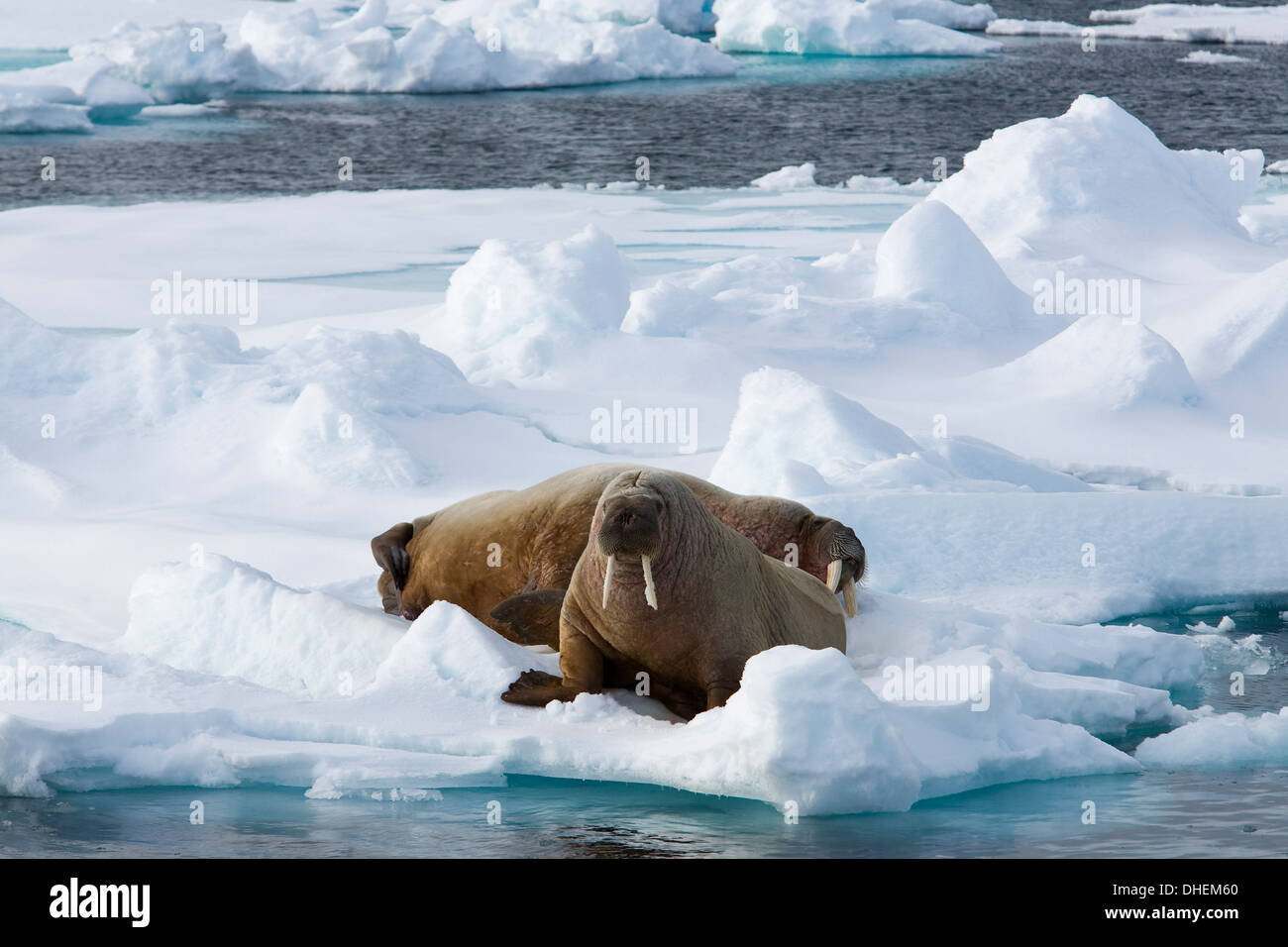 Walrus (Odobenus rosmarus), on pack ice, Spitsbergen, Svalbard, Norway, Scandinavia, Europe Stock Photo