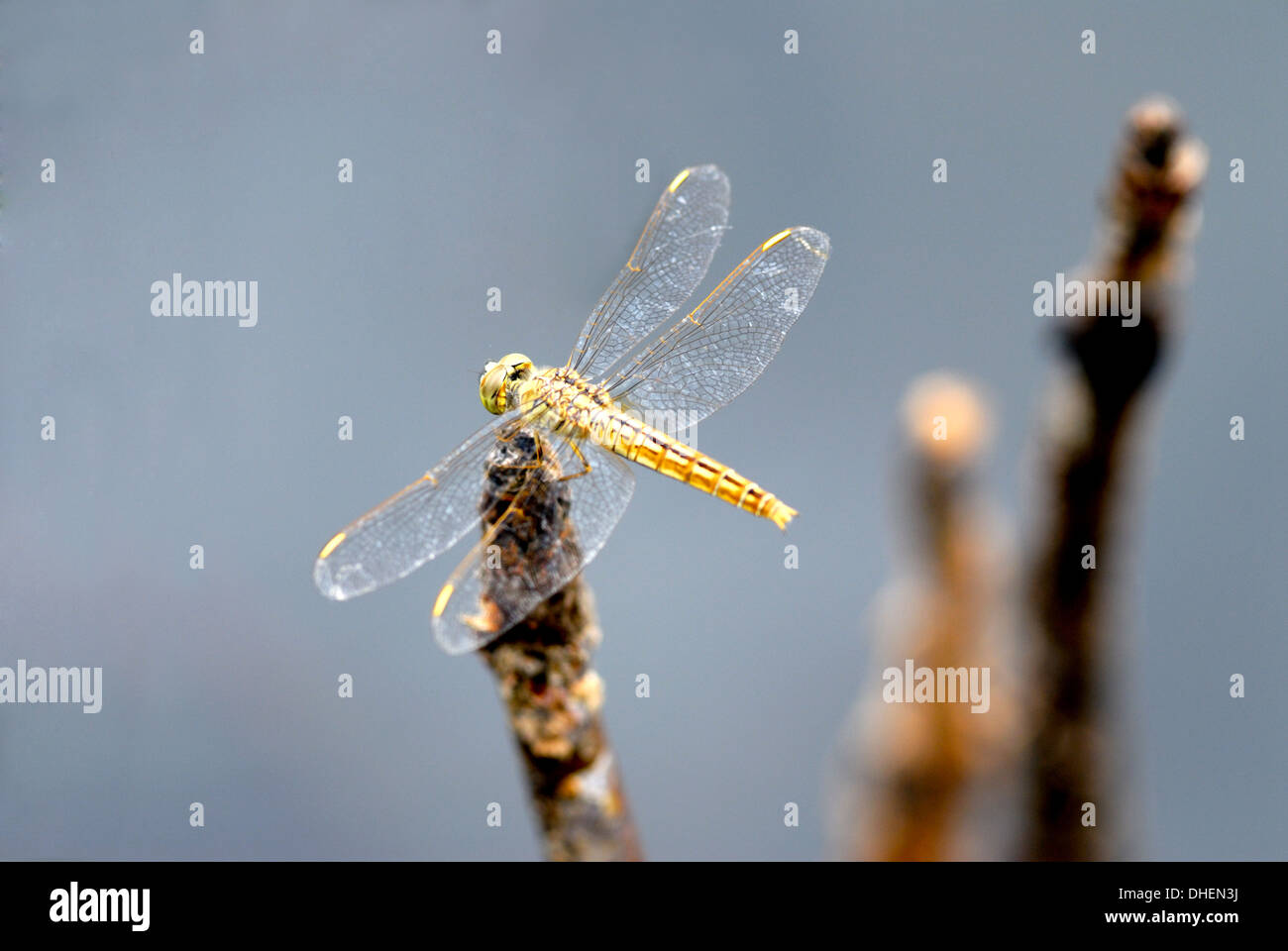 Dragonfly on stump, Kumarakom, Kerala, India, Asia Stock Photo