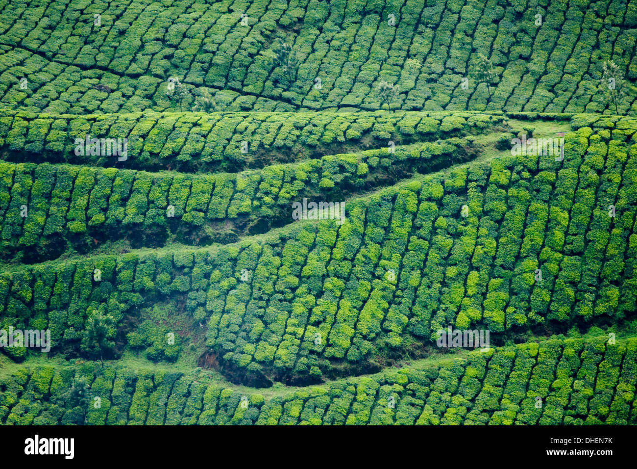 Tea gardens, Munnar, Kerala, India, Asia Stock Photo - Alamy