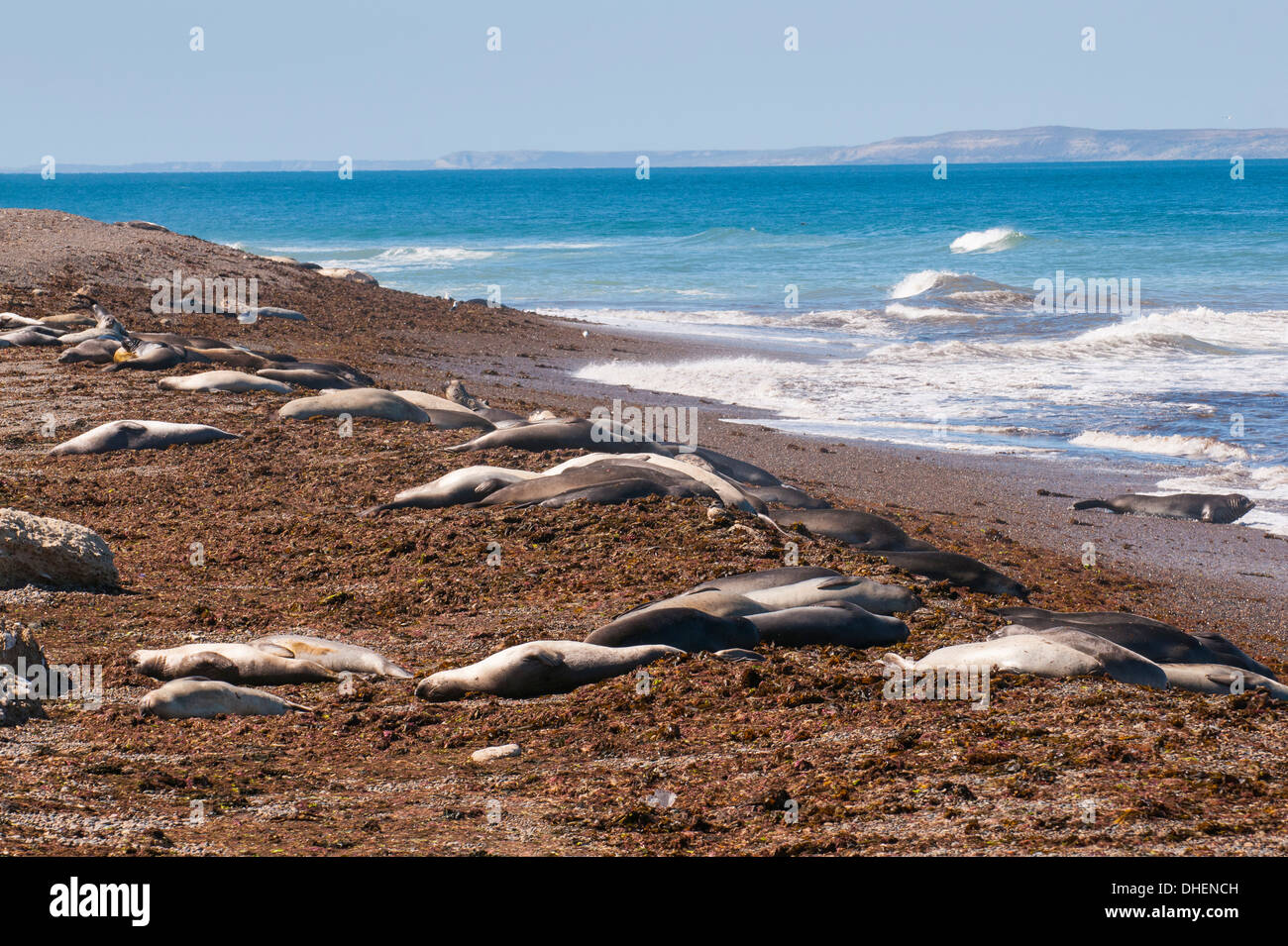 Elephant seals on Punta Ninfas, Chubut, Argentina Stock Photo