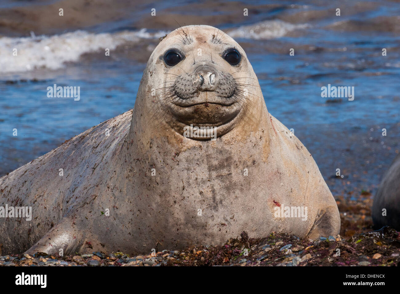 Elephant seal on Punta Ninfas, Chubut, Argentina Stock Photo
