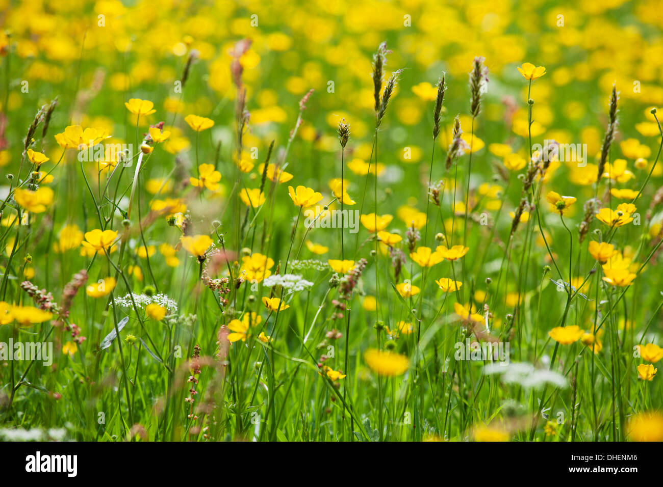Grasses and flowers in a buttercup meadow at Muker, Swaledale,  Yorkshire Dales, Yorkshire, England, United Kingdom, Europe Stock Photo