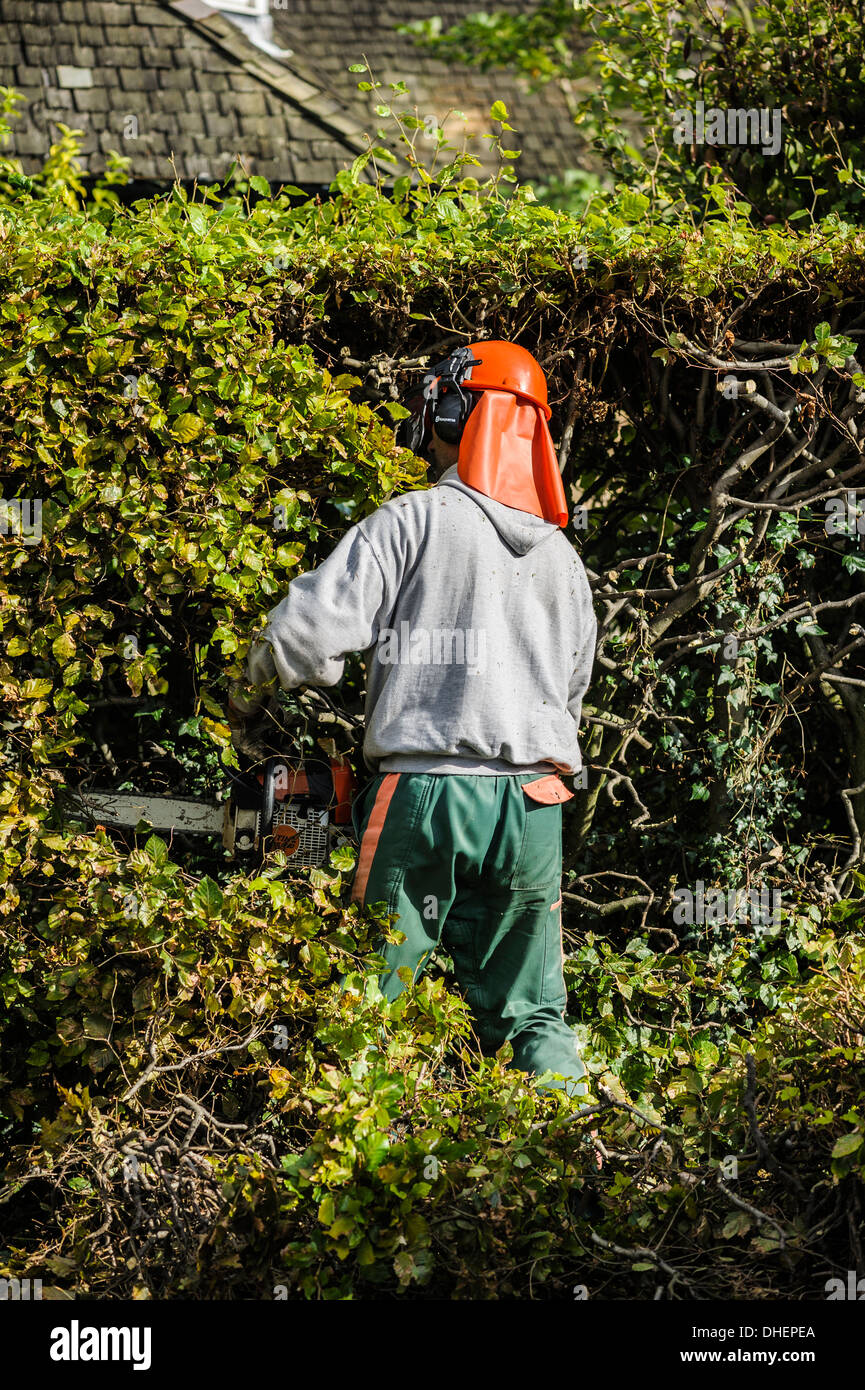 A tree surgeon gardener in a hard hat with protective visor trimming a hedge. Garden maintenance outdoor outdoors outside Stock Photo