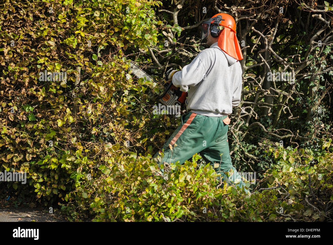 A tree surgeon gardener in a hard hat with protective visor trimming a hedge. Gardening garden maintenance outside outdoors Stock Photo