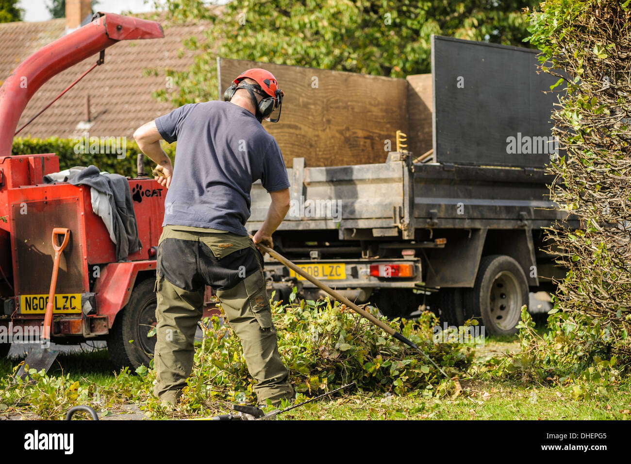 Back view of a tree surgeon in a red hard hat raking up hedge trimmings. Garden maintenance outside outdoors Stock Photo