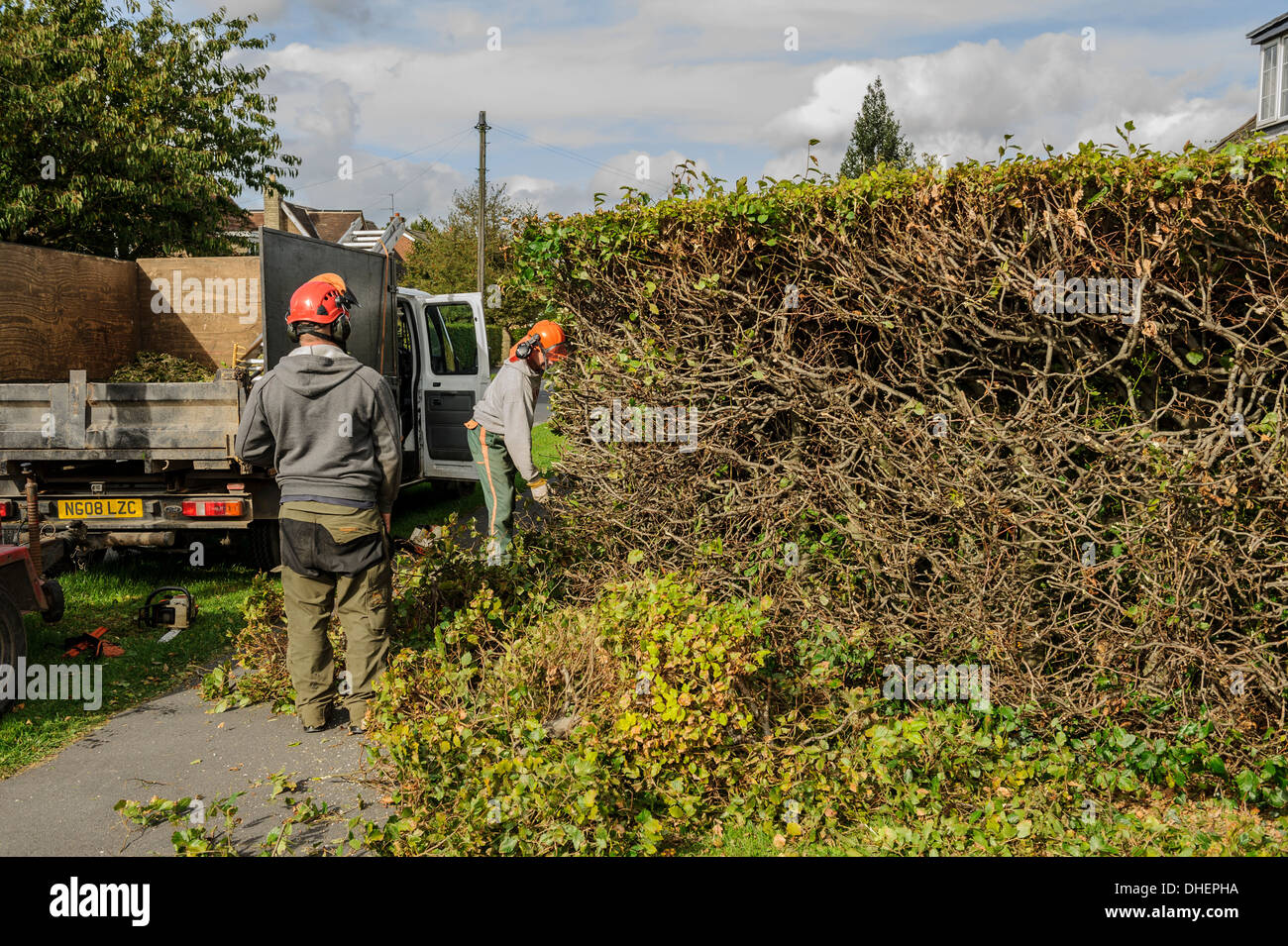 Two tree surgeons in hard hats cutting or trimming a hedge outdoors outside garden maintenance. Stock Photo