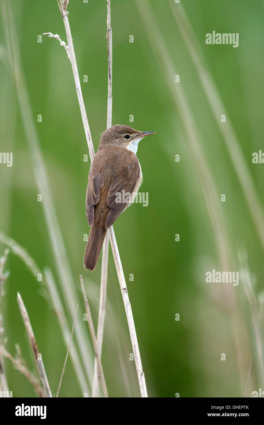 Reed warbler (Acrocephalus scirpaceus). Perching adult Stock Photo