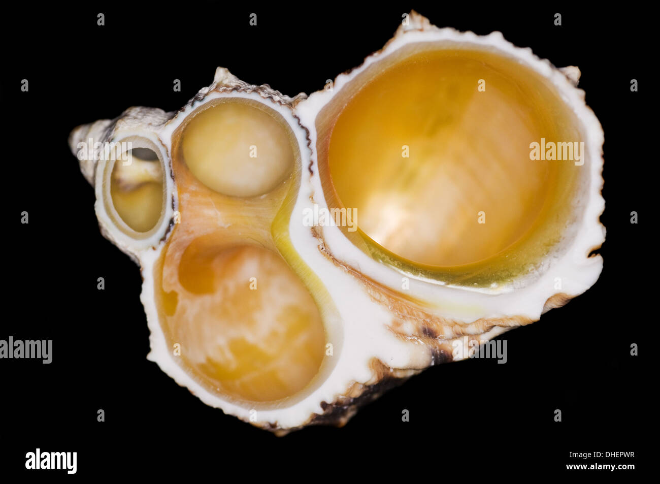 snail inside Stock Photo