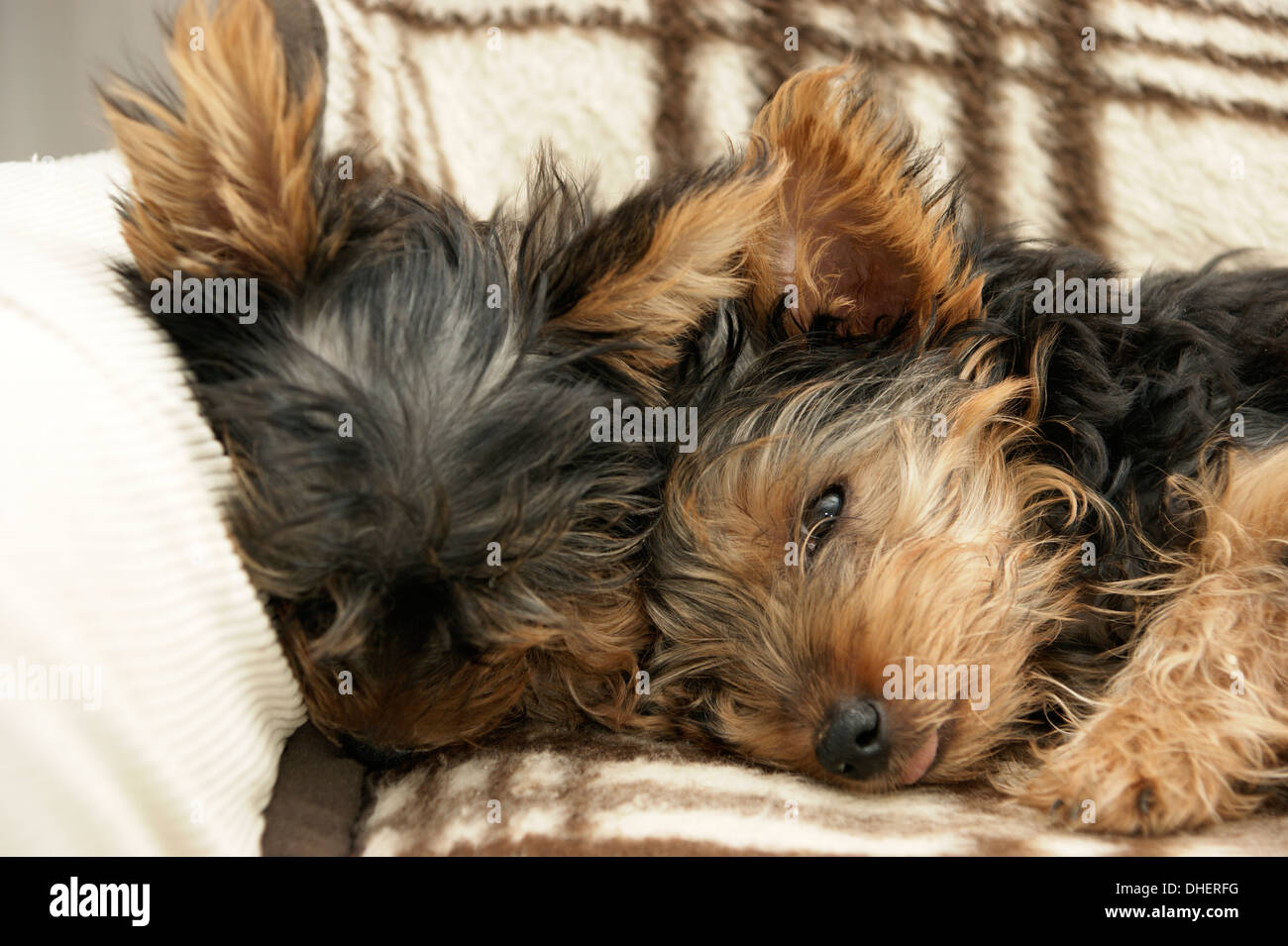 2 Cute Yorkshire terrier puppies fast asleep Stock Photo