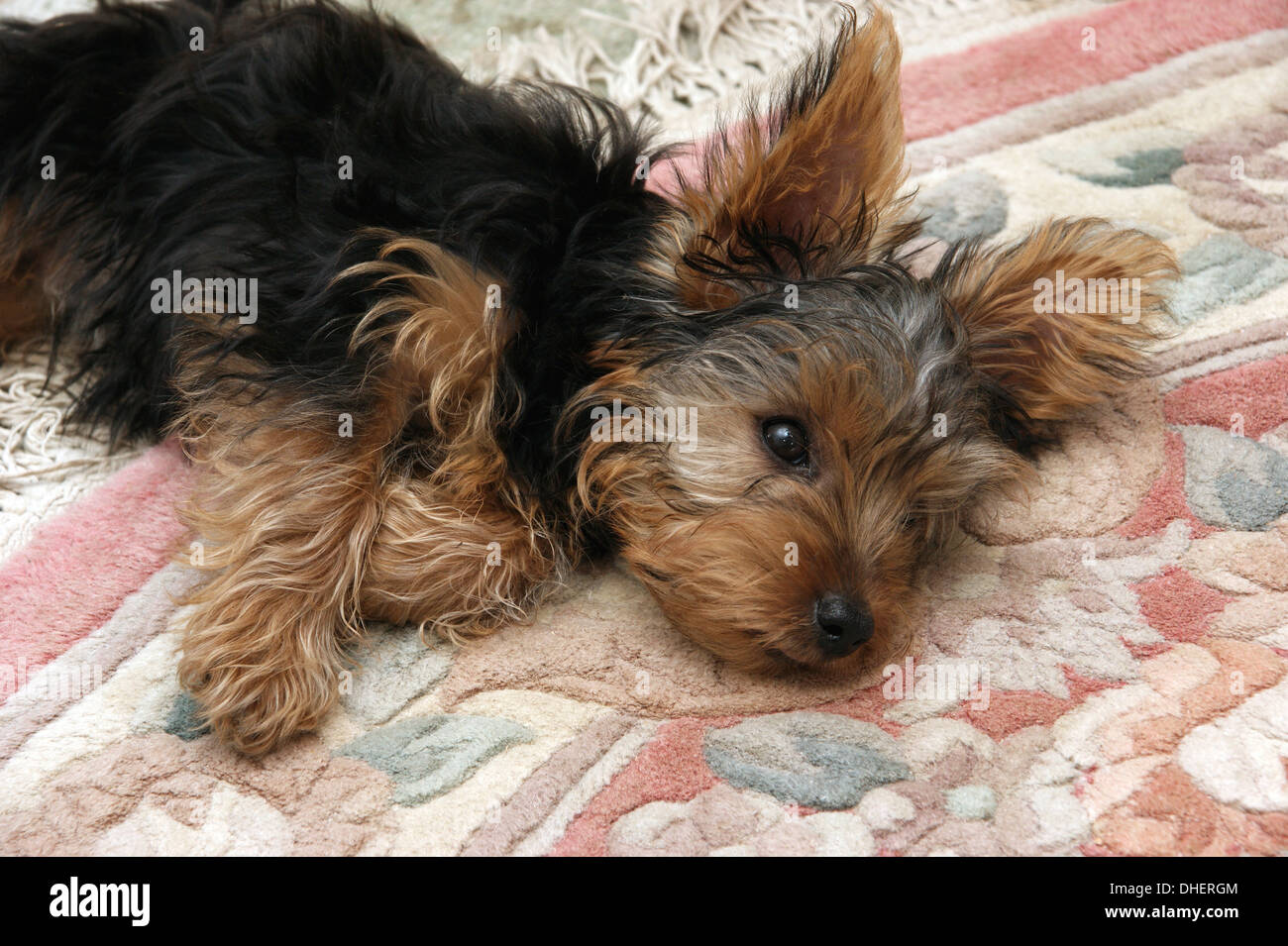 Cute Yorkshire terrier puppy dog Stock Photo