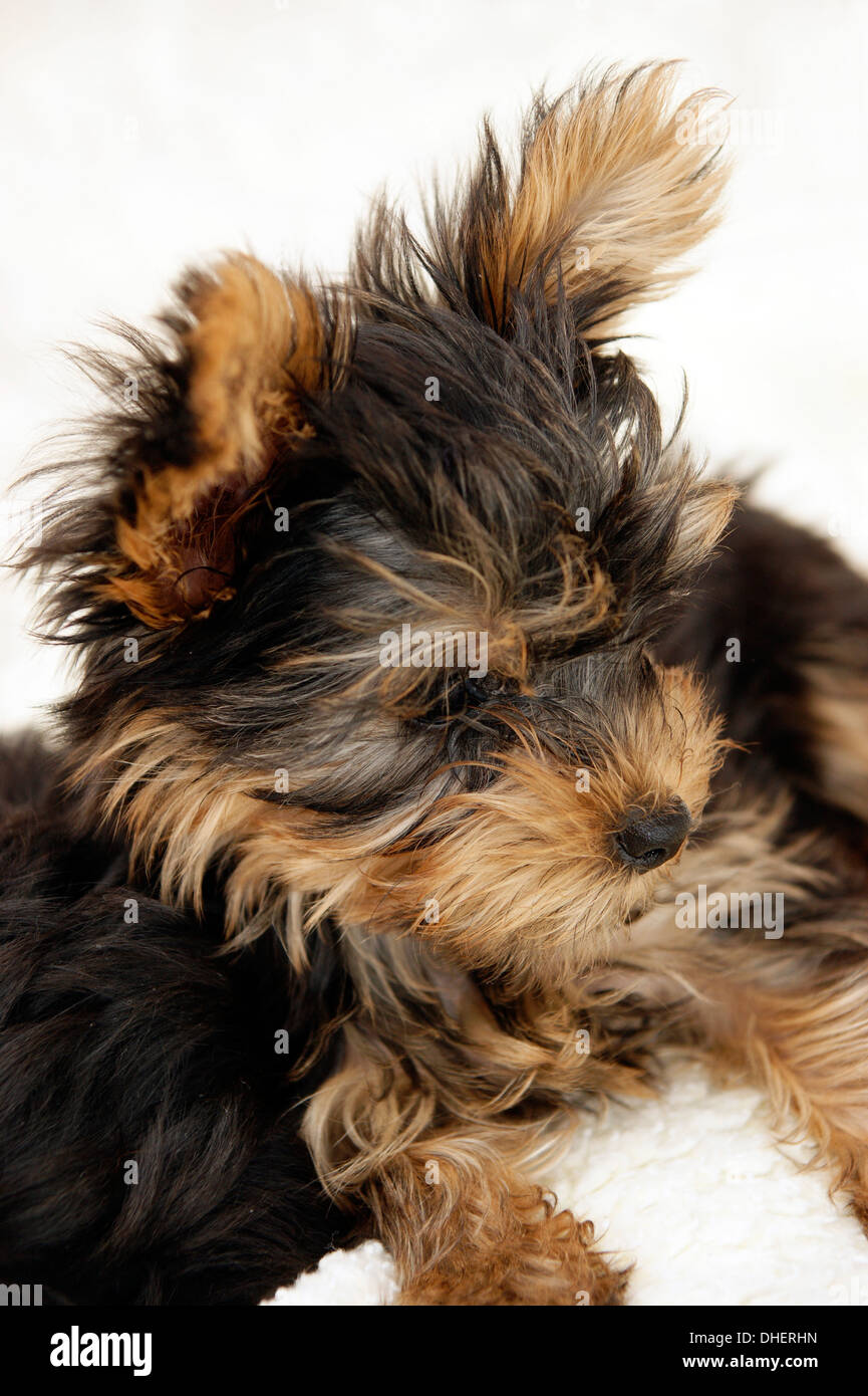 Cute Yorkshire terrier puppy dog Stock Photo