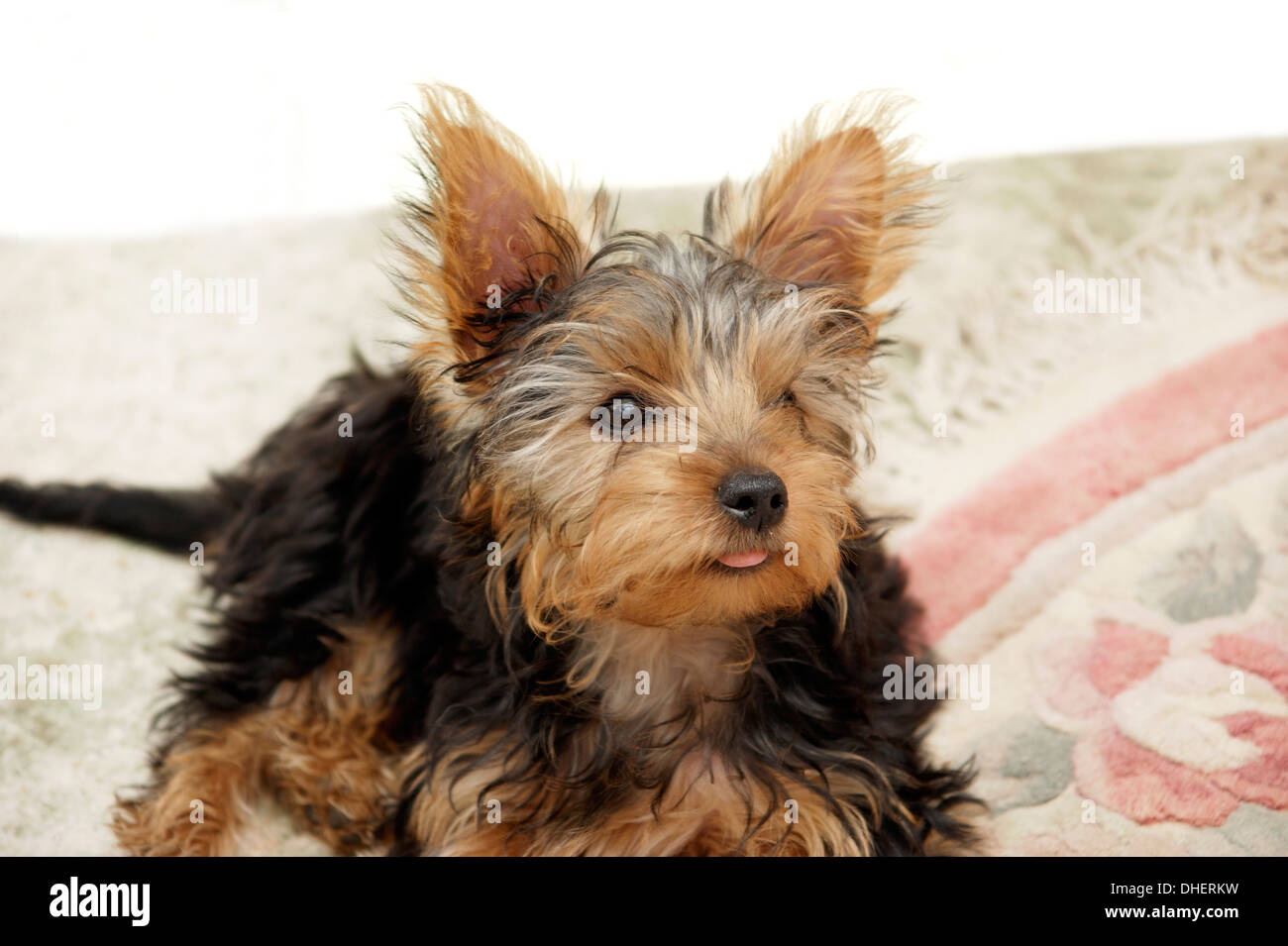 Cute Yorkshire terrier puppy dog Stock Photo