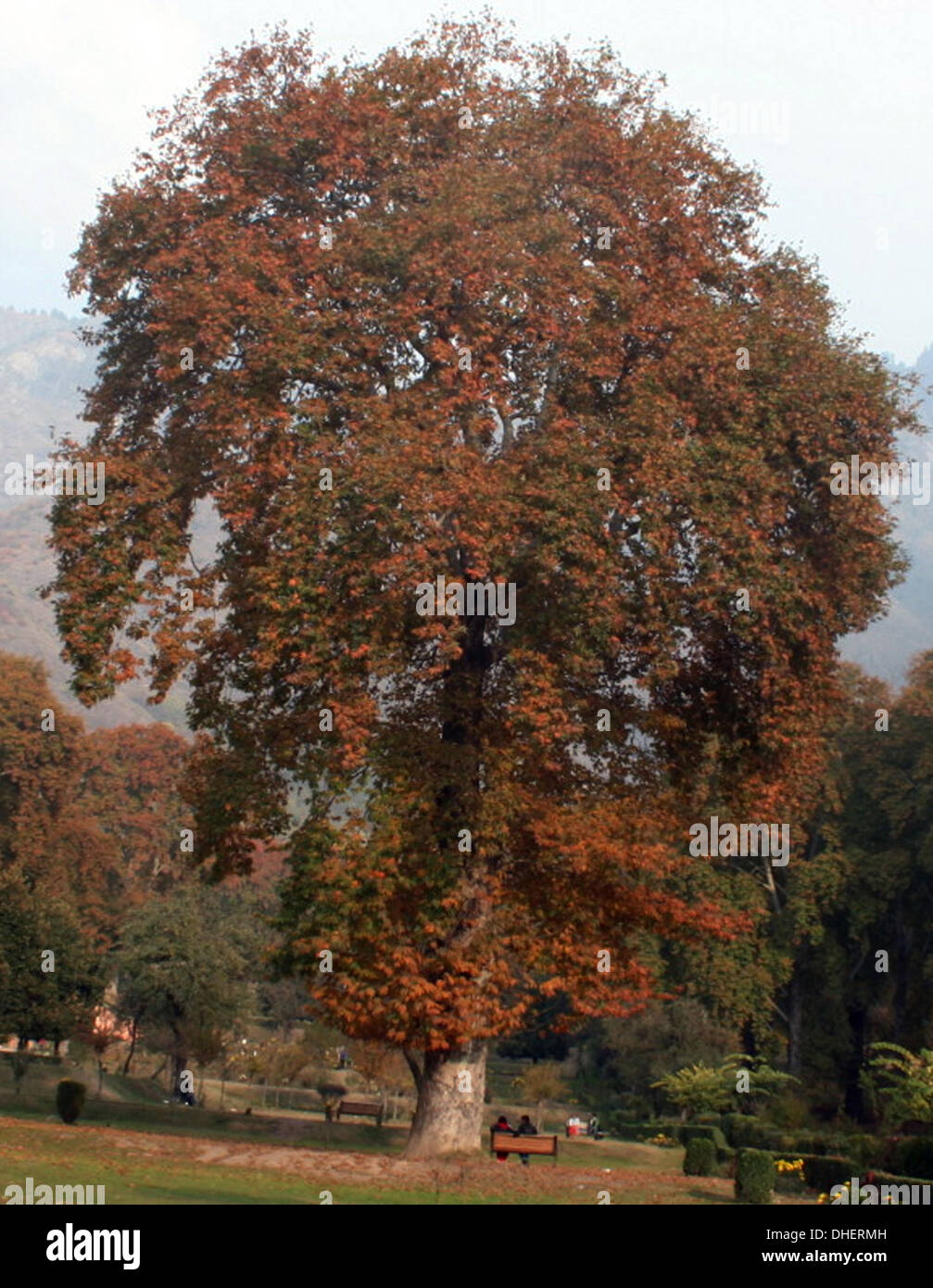 Srinagar, Indian Administered Kashmir 08 November . A couple sits under a Chinar tree at Nishat Garden in Srinagar as winter sets in the region, the summer capital of Indian-administered Kashmir. (Sofi Suhail/ Alamy Live News) Stock Photo