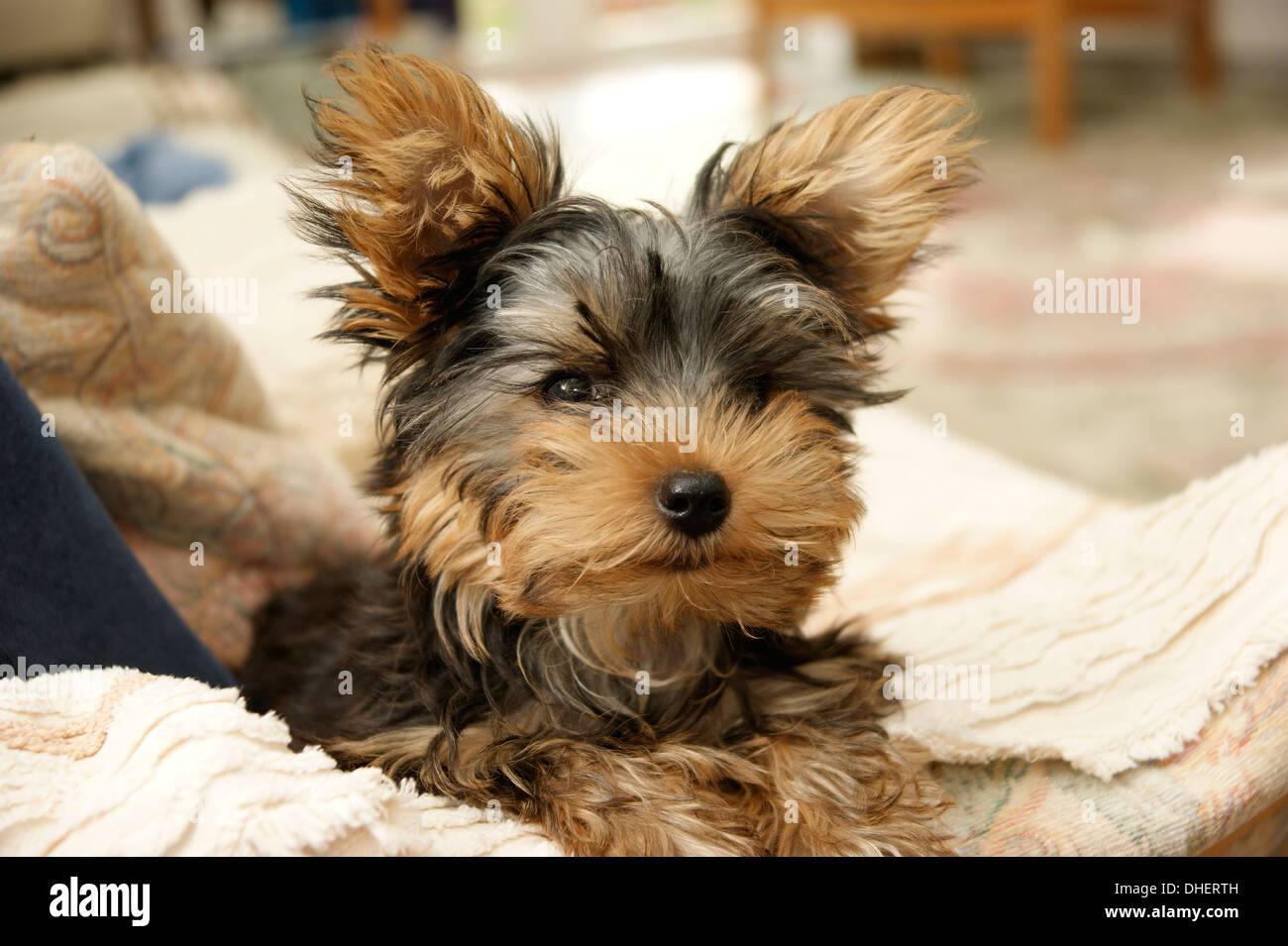 Cute Yorkshire terrier puppy dog Stock Photo