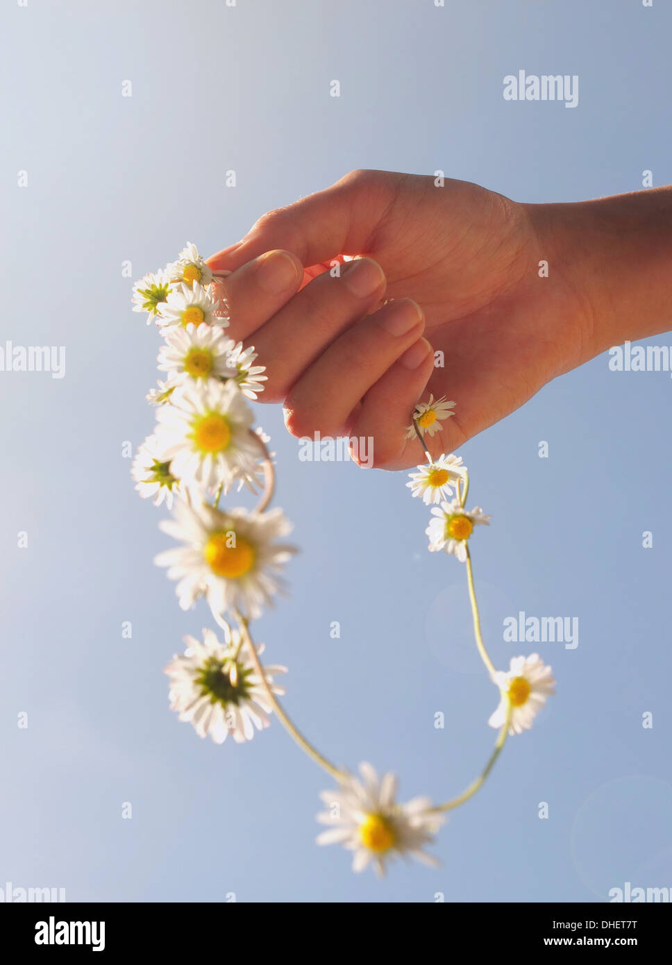Daisy chain hires stock photography and images Alamy