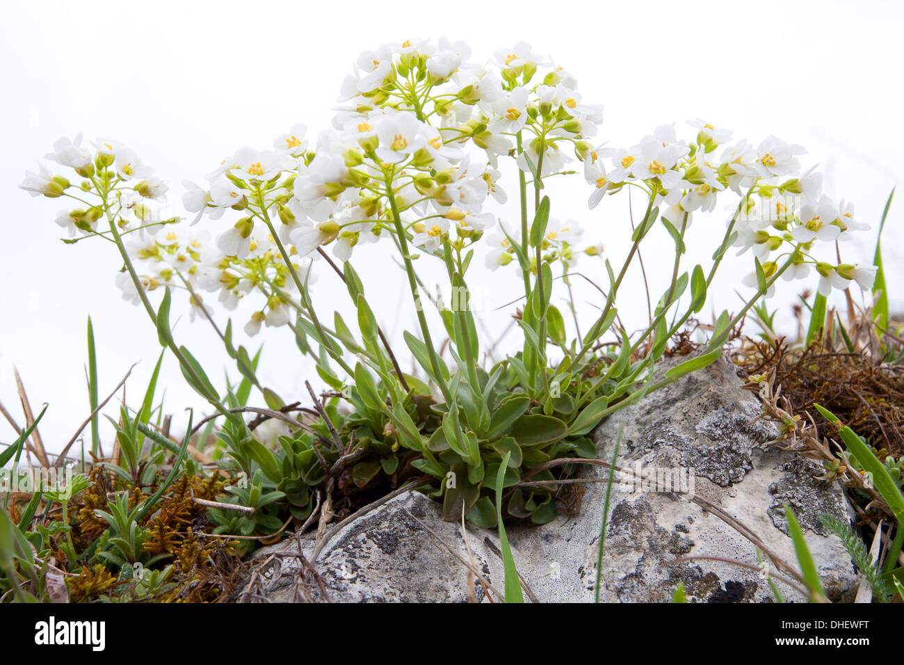 Noccaea montana, syn. Thlaspi montanum Stock Photo